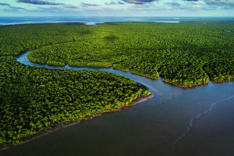 Exposição no CCBB-RJ celebra a riqueza cultural e ambiental dos manguezais brasileiros